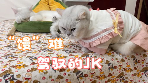 梦见会飞的猫:梦中的翅膀,一只会飞的猫与自由的隐喻 梦见会飞的猫:梦中的翅膀,一只会飞的猫与自由的隐喻