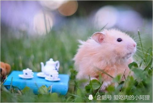 72年属鼠52岁有一灾2024：72年属鼠人2024年52岁本命年，警惕三大劫难，化解指南请收好！