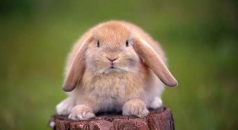 生肖兔与兔结婚吉日:兔年良缘,吉日相伴,生肖兔与兔结婚吉日全解析