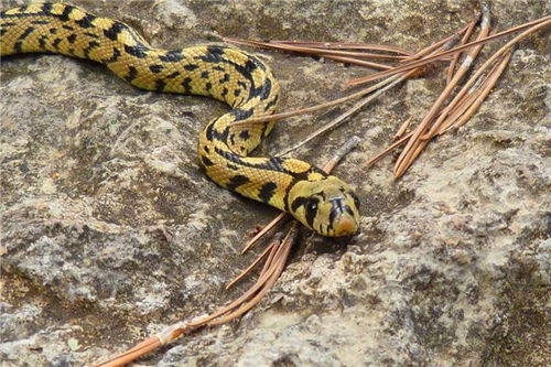 做梦梦见很多蛇是什么征兆女人:梦里爬满蛇,女人要注意了!