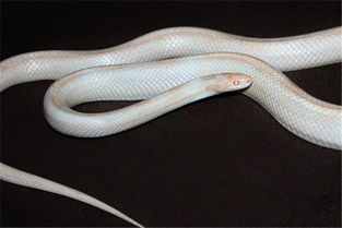 做梦梦见很多蛇是什么征兆女人:梦里爬满蛇,女人要注意了! 做梦梦见很多蛇是什么征兆女人:梦里爬满蛇,女人要注意了!