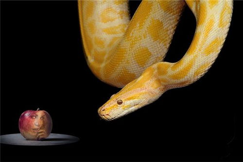 做梦梦见很多蛇是什么征兆女人:梦里爬满蛇,女人要注意了! 做梦梦见很多蛇是什么征兆女人:梦里爬满蛇,女人要注意了!