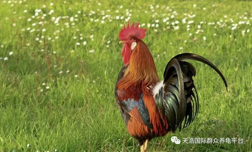 属鸡几月的是凤凰命:属鸡几月生是凤凰命?解析十二生肖鸡的祥瑞时辰与天命密码