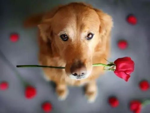 1994年狗的姻缘怎么样：1994年狗的姻缘解析，忠诚与机遇并存的情感之路