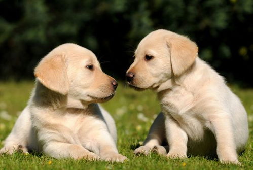 1994年狗的姻缘怎么样:1994年狗的姻缘解析,忠诚与机遇并存的情感之路 1994年狗的姻缘怎么样:1994年狗的姻缘解析,忠诚与机遇并存的情感之路