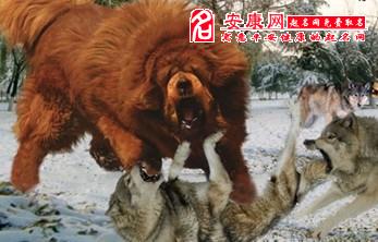 梦见被狗追着咬是什么预兆女性:女性梦见被狗追着咬,解析潜意识的警示信号