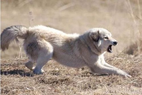 梦见被狗追着咬是什么预兆女性:女性梦见被狗追着咬,解析潜意识的警示信号 梦见被狗追着咬是什么预兆女性:女性梦见被狗追着咬,解析潜意识的警示信号
