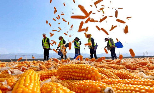 【市场聚焦】玉米：似是而非