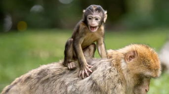 2023属猴要小心一个人:2023年属猴者需警惕的三大隐患,小心背锅者与夺财人的布局