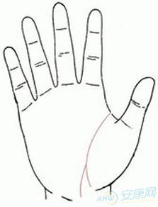 生命线分叉图解：生命线分叉图解，DNA复制叉的动态结构与生物学意义