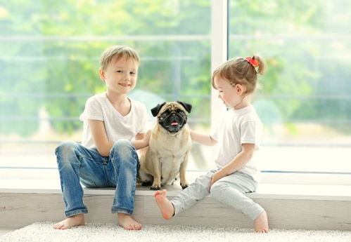 1982年属狗2020年运势：1982年属狗人2020年运势解析，吉凶参半，稳中求进有妙招