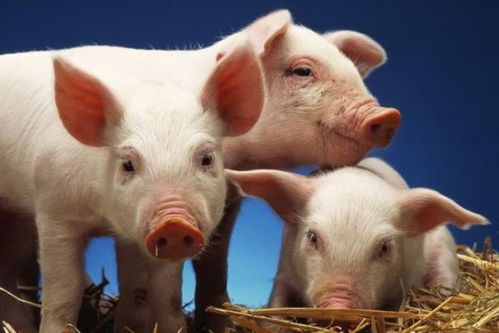 属猪想要姻缘怎么办呢：属猪的你，姻缘何时到？这些方法帮你找到真爱！