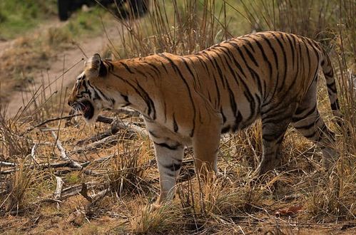 属虎十个就有九个命不好：属虎十个有九个命不好？科学视角下的生肖命理迷思