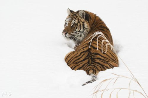 属虎十个就有九个命不好：属虎十个有九个命不好？科学视角下的生肖命理迷思