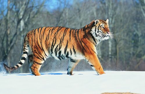 属虎十个就有九个命不好：属虎十个有九个命不好？科学视角下的生肖命理迷思