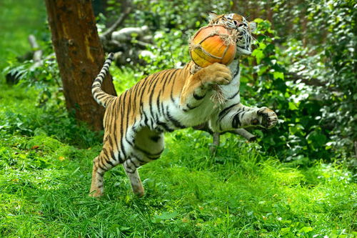 属鼠2021年运势及运程：属鼠2021年运势全解析，吉凶分明，顺势而为的黄金法则