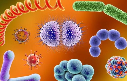 肠炎怎么分辨细菌还是病毒:肠炎怎么分辨细菌还是病毒?这些症状和判断方法请收好! 肠炎怎么分辨细菌还是病毒:肠炎怎么分辨细菌还是病毒?这些症状和判断方法请收好!