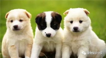 女人梦见狗咬自己是什么预兆:梦里被狗咬,是预示危险还是内心不安?女人梦见狗咬自己的深层解析 女人梦见狗咬自己是什么预兆:梦里被狗咬,是预示危险还是内心不安?女人梦见狗咬自己的深层解析