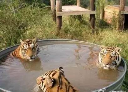 龙年牛和狗结婚吉日：龙年牛和狗结婚吉日，传统婚配与择日指南