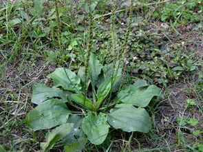 毛大丁草:毛大丁草,一种具有药用价值的特有植物 毛大丁草:毛大丁草,一种具有药用价值的特有植物
