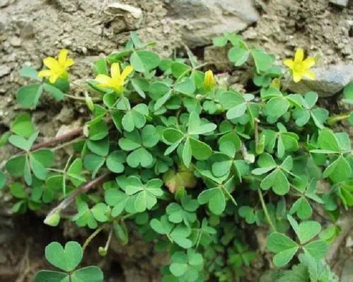 毛大丁草:毛大丁草,一种具有药用价值的特有植物 毛大丁草:毛大丁草,一种具有药用价值的特有植物