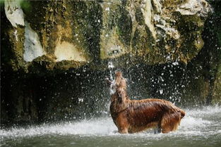 梦见打狼是什么预兆周公解梦：梦见打狼是什么预兆？周公解梦的启示