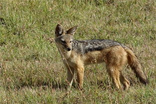 梦见打狼是什么预兆周公解梦：梦见打狼是什么预兆？周公解梦的启示
