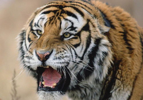 属虎的男娃结婚吉日：属虎男娃结婚吉日，传统文化与现代婚恋的完美结合