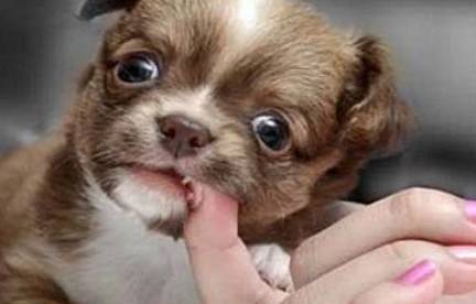 梦见自己用手抓到活鱼：梦见抓到活鱼，从周公解梦到现代心理学的双重解读