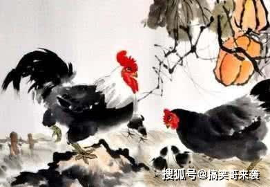 属鸡女最佳婚配属相：属鸡女最佳婚配属相，三合六合与五行相生的幸福密码