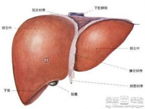 肝硬化到肝癌一般几年：肝硬化到肝癌一般需要几年？