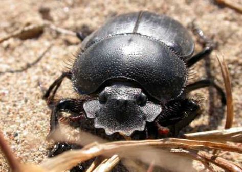 梦见很多蛆虫有什么预兆：梦里爬满蛆虫，这些预兆你了解吗？