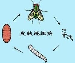 梦见很多蛆虫有什么预兆：梦里爬满蛆虫，这些预兆你了解吗？