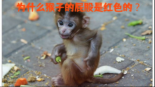 属猴人一生被谁所害：属猴人一生最需警惕的三大隐形敌人，聪明反被聪明误的宿命劫数