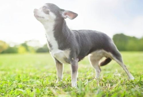 梦见狗是不是有财运：梦见狗，财运真的会来吗？梦境与财运的神秘联系