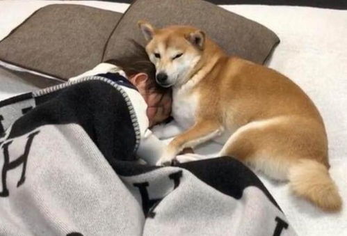 梦见狗咬我被吓醒了：解密噩梦，为何梦见被狗咬会让你惊醒？