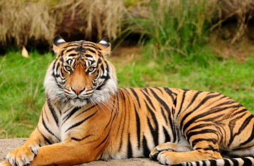 什么东西最旺属虎人：虎啸山林福运来，属虎人必知的五件旺运神器与风水玄机