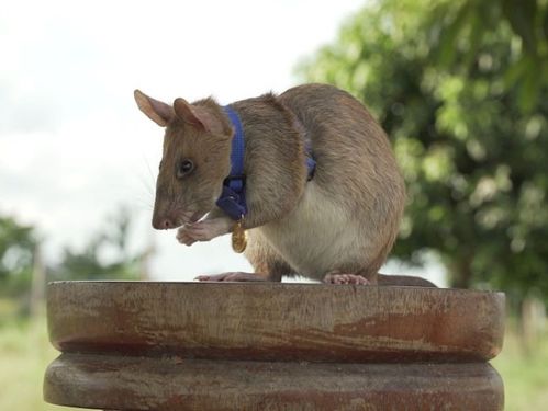 女人梦见死掉的老鼠:死鼠入梦,她的心底藏着怎样的秘密? 女人梦见死掉的老鼠:死鼠入梦,她的心底藏着怎样的秘密?