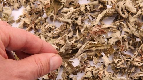 伸筋草泡脚的功效:伸筋草泡脚,驱除湿气,舒缓疲劳,这些功效你了解吗?