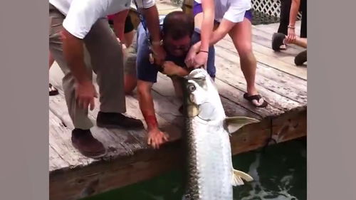 女人梦见徒手抓鱼是什么征兆:女人梦见徒手抓鱼是什么征兆? 女人梦见徒手抓鱼是什么征兆:女人梦见徒手抓鱼是什么征兆?