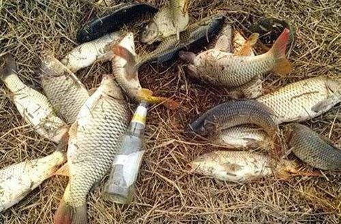 女人梦见徒手抓鱼是什么征兆:女人梦见徒手抓鱼是什么征兆? 女人梦见徒手抓鱼是什么征兆:女人梦见徒手抓鱼是什么征兆?