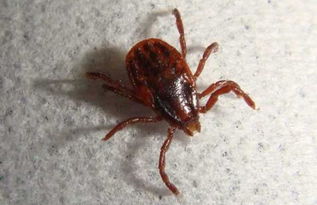 虱子图片:虱子图片,认识与防治