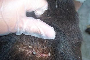 虱子图片:虱子图片,认识与防治 虱子图片:虱子图片,认识与防治