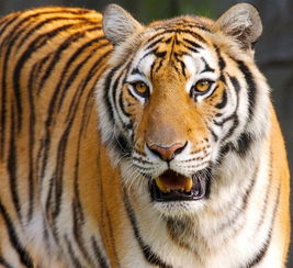 1986年生肖虎2023年运势:1986年生肖虎2023年运势全解析,吉星高照需借力,把握机遇稳中求胜