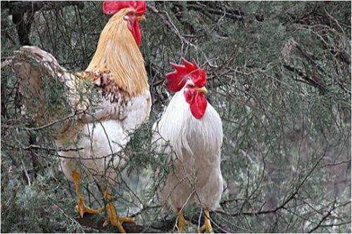 1981年属鸡是木命还是金命:1981年属鸡是木命还是金命?从传统命理到现代解读 1981年属鸡是木命还是金命:1981年属鸡是木命还是金命?从传统命理到现代解读