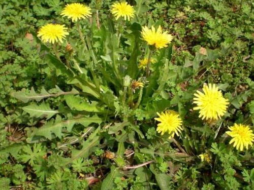 蒲公英哪四种人不能喝:蒲公英不能随便喝?这4类人群要特别注意!