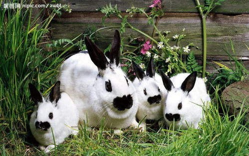 狗兔2023年结婚吉日:狗兔2023年结婚吉日,传统与现代的完美结合