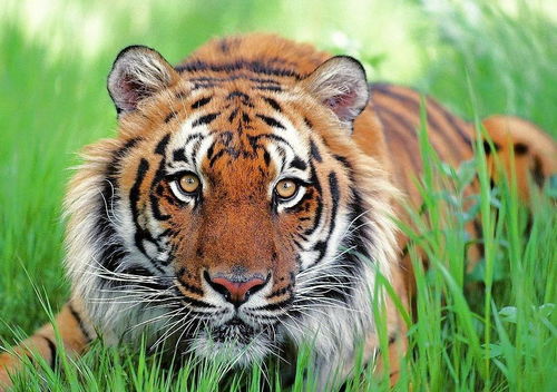 女人梦见老虎靠近自己：梦里老虎靠近，她醒了…