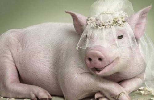 鼠猪的姻缘怎么样：鼠猪的姻缘怎么样？命运齿轮的咬合与温情相伴