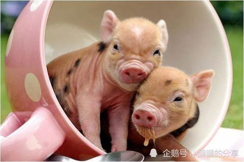 鼠猪的姻缘怎么样：鼠猪的姻缘怎么样？命运齿轮的咬合与温情相伴